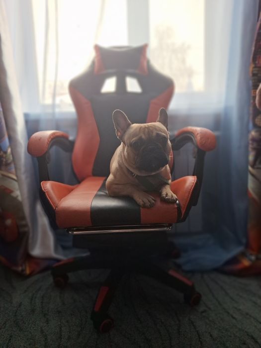 Французский бульдог