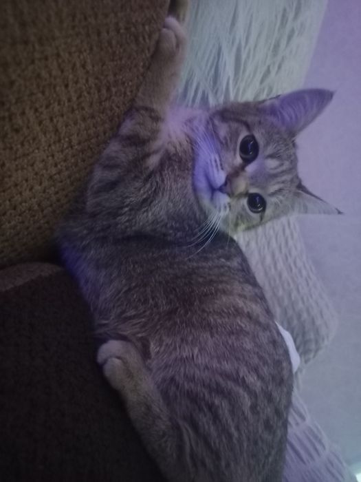 Карамелька и Пират