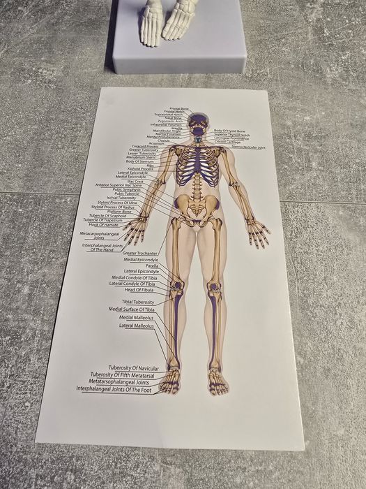 Schelet uman - anatomie educatie