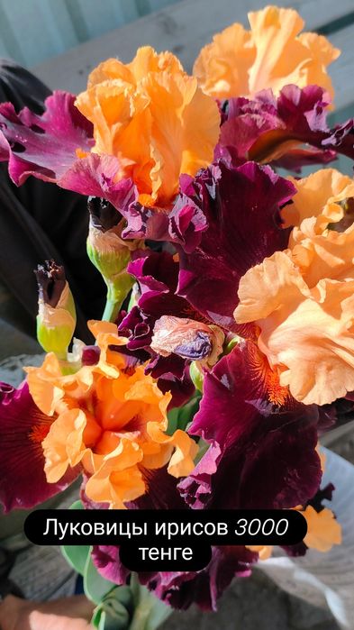 Цветы ирисы крупные