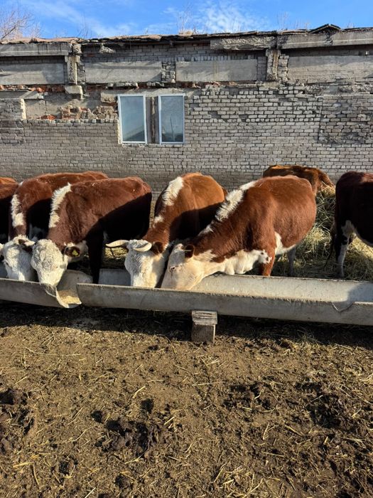 Продам коров казахско белоголовых….