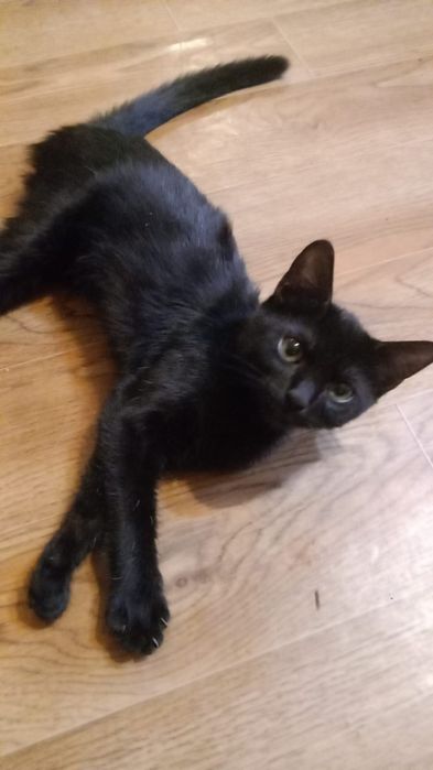 Котят в добрые руки