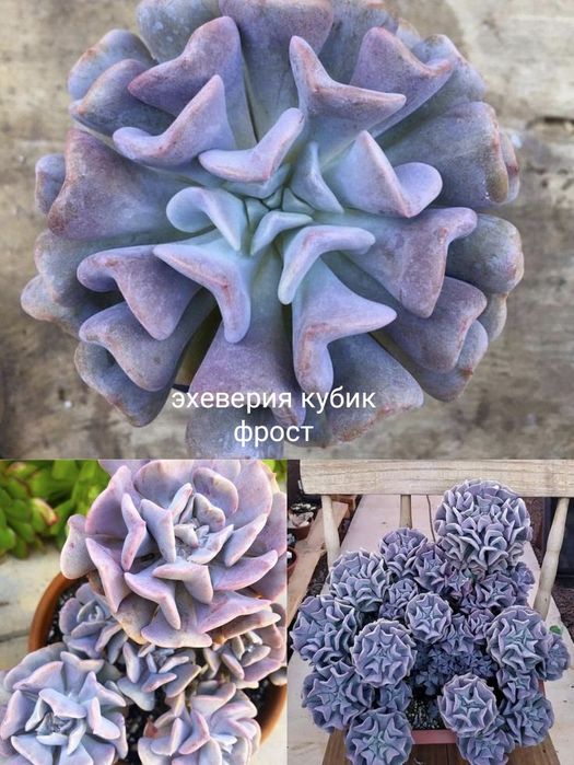 Продам листовые черенки эхеверии кубики фрост