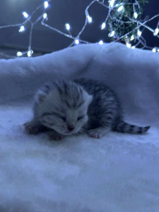 Шотландские котята бронь