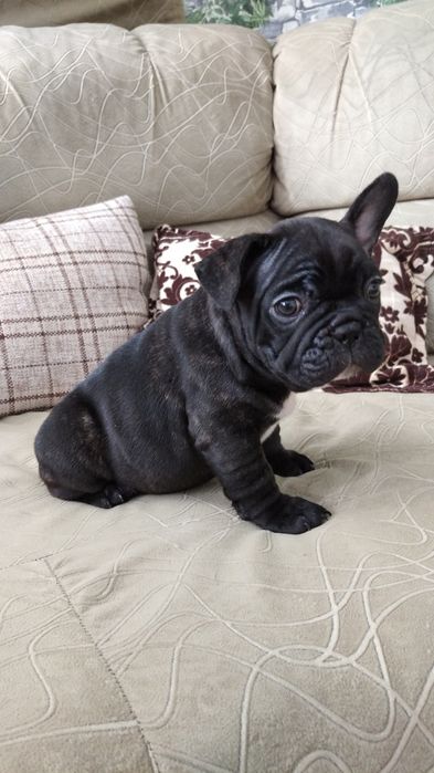 Французский бульдог