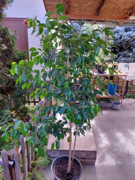 Продам фикус  бенджамина