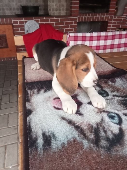 Disponibil mieluță de rasă