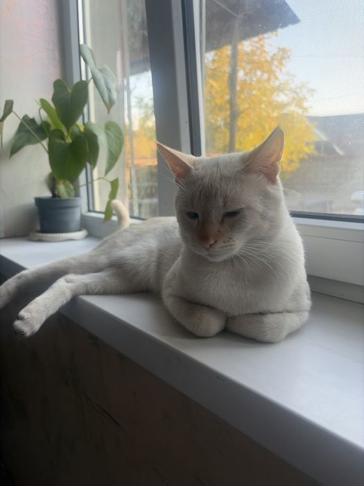Кошка. Котенок.