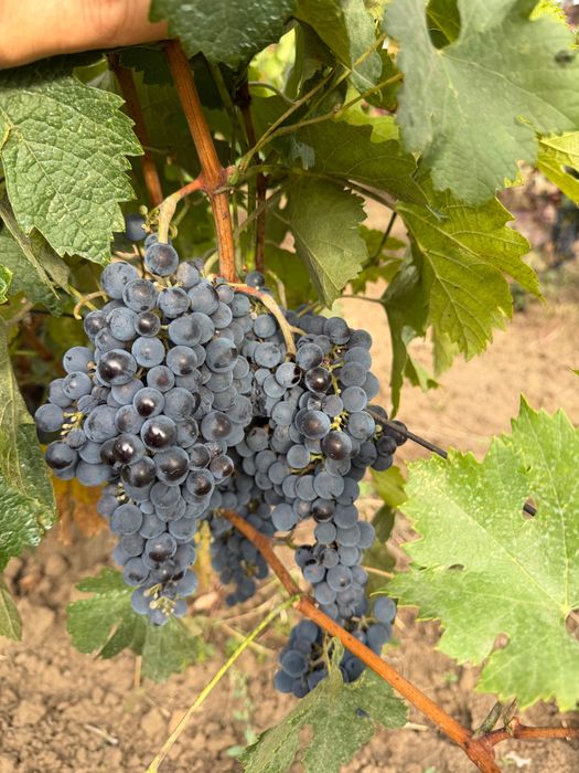 Vând struguri Merlot.