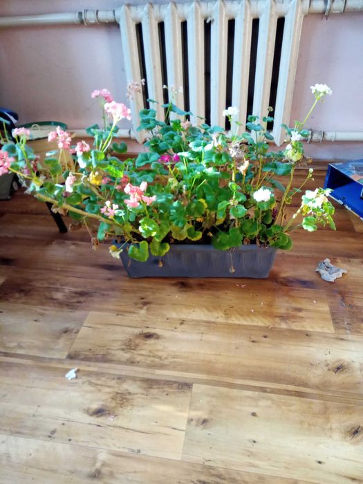 продам герань в большом горшке