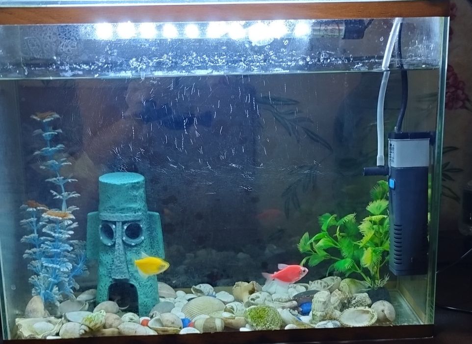 Аквариум на 20 литров