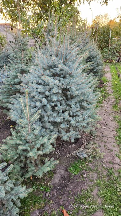 Goluboy archa yel chet eldan blue spruce (colorado spruce) mehr bilan!