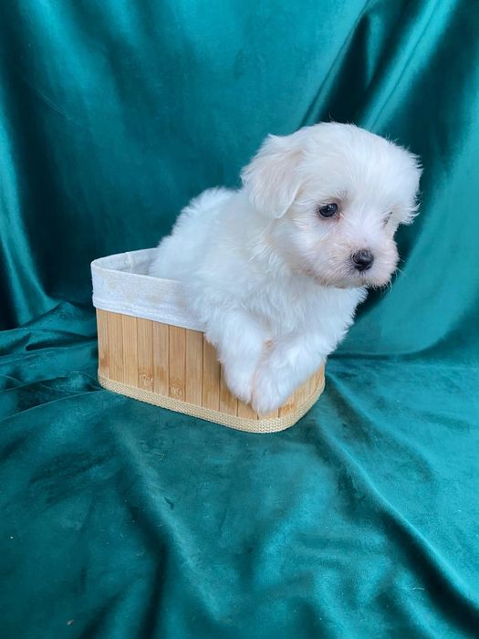 Bichon maltez alb jucaus si cuminte
