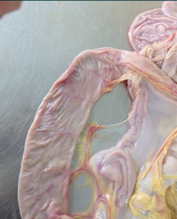 Кишки Конская для Казы