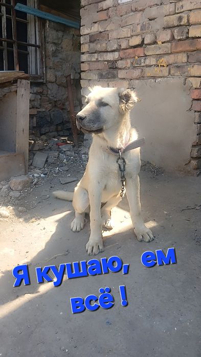 Животное. Щенок. Алабай.