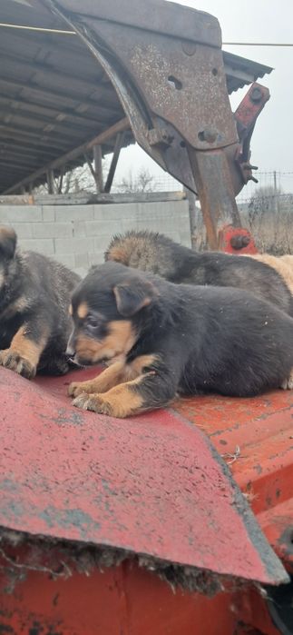 Done pui de caine, catei