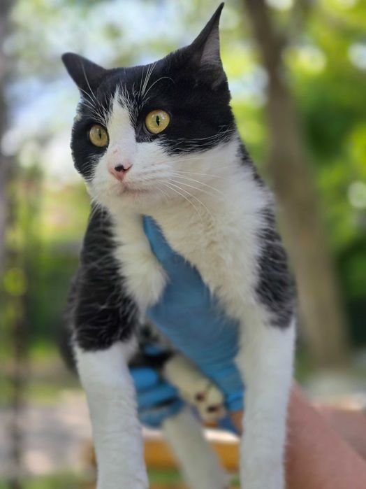 Ищет дом особенный мальчик — красавец Мурзик!