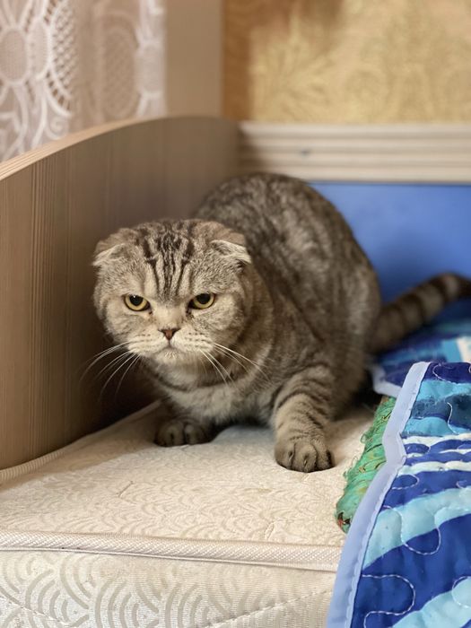 Вислоухий Шотландец