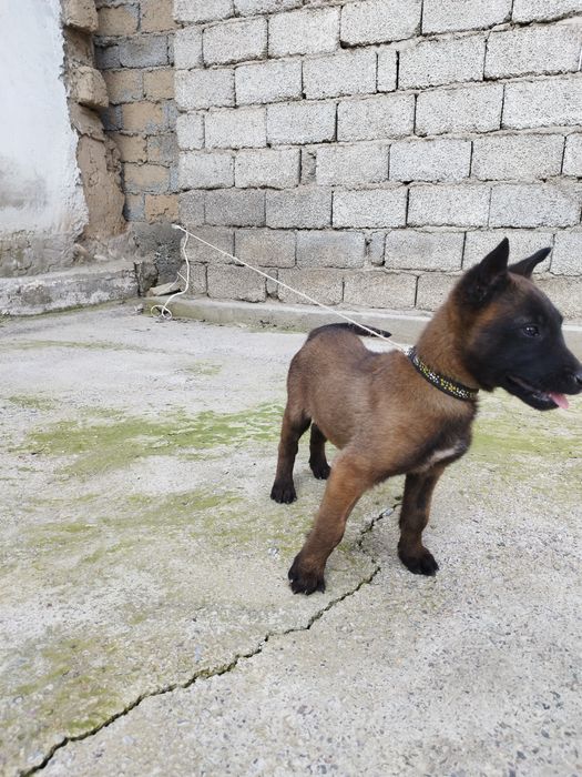 Бельгийский овчарка малинуа