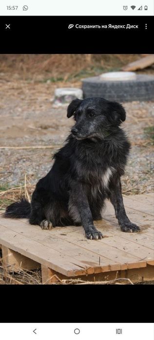 кОмпаНьеНы сТорожа ОхраНиики