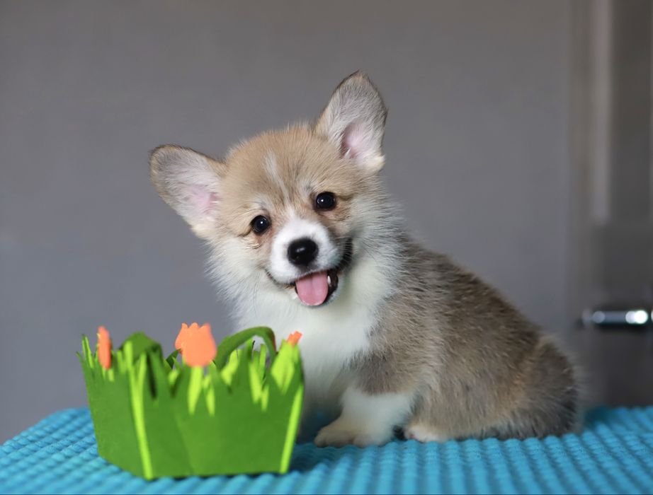 Щенки вельш-корги пемброк