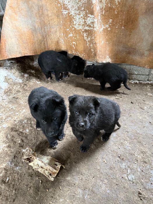Продаются щенки немецкой овчарки