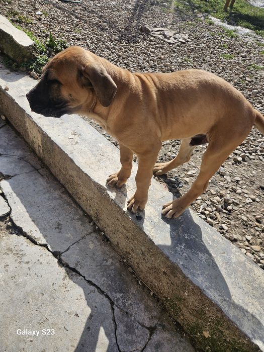 Кане корсо куче на 3 месеца