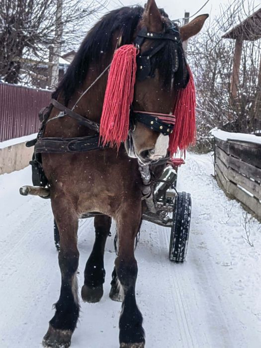 Iapă de 4 ani are 1,85m și 800kg