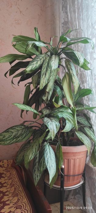 Аглонема. Комнатное растение.