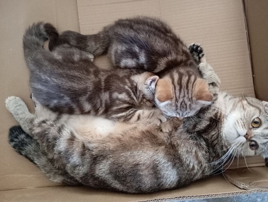 Очаровательные котята ищут заботливых хозяев!