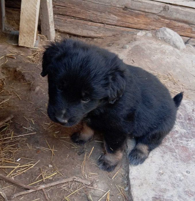 Щенки, бесплатно Тегін қабаған күшіктер!