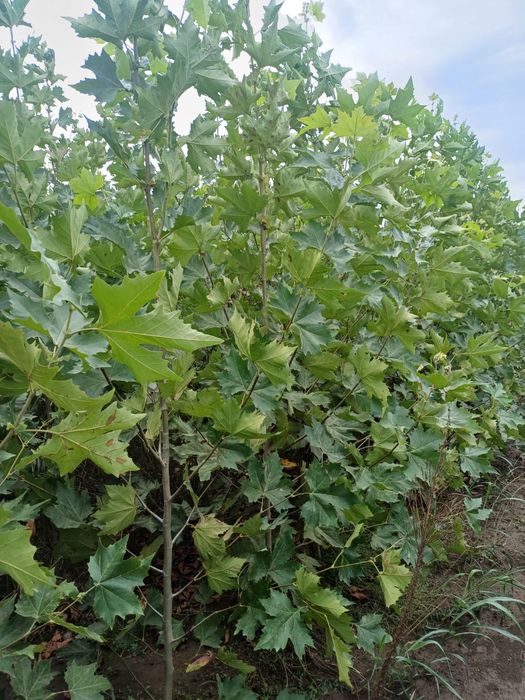 Gazon rulou calitatea 1