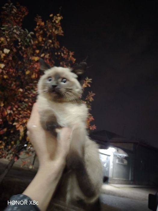 Siamskiy,qiz bola,6oyli