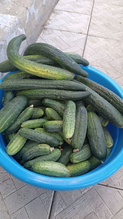 Огурцы домашние 250