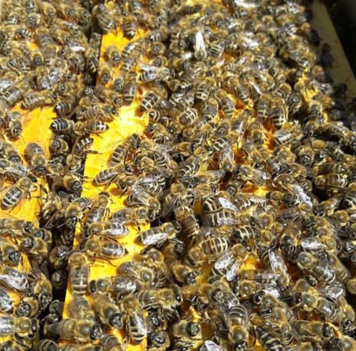 Пчелопакеты ,пчелы 2026