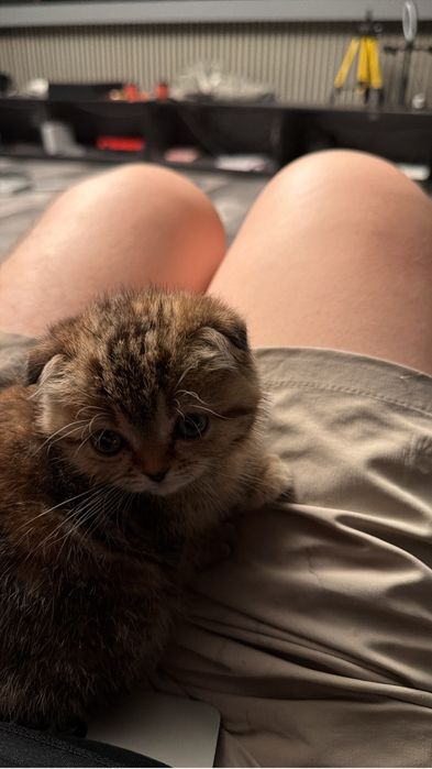 шотландская вислоухая кошка