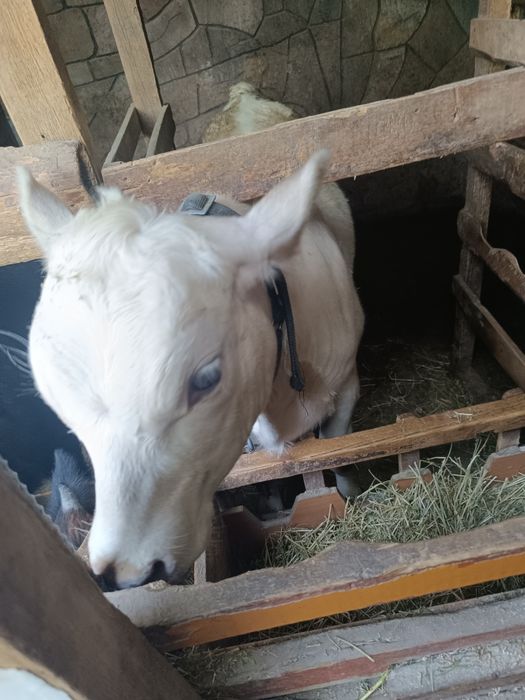 Продаеться телочки 9-10 месячные