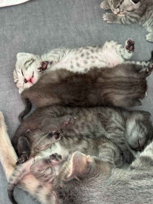 Продам котят скоттиш страйт