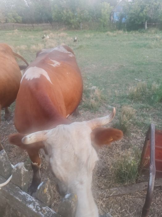 Продам дойную корову