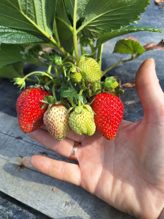 Саженцы клубники