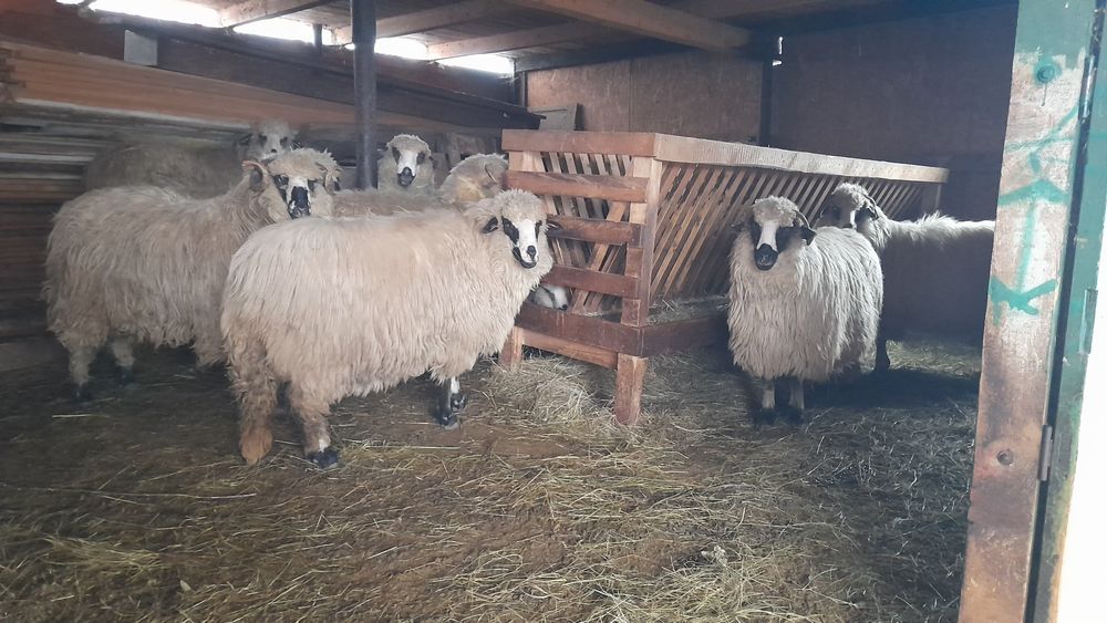 Vând oi tinere gestante