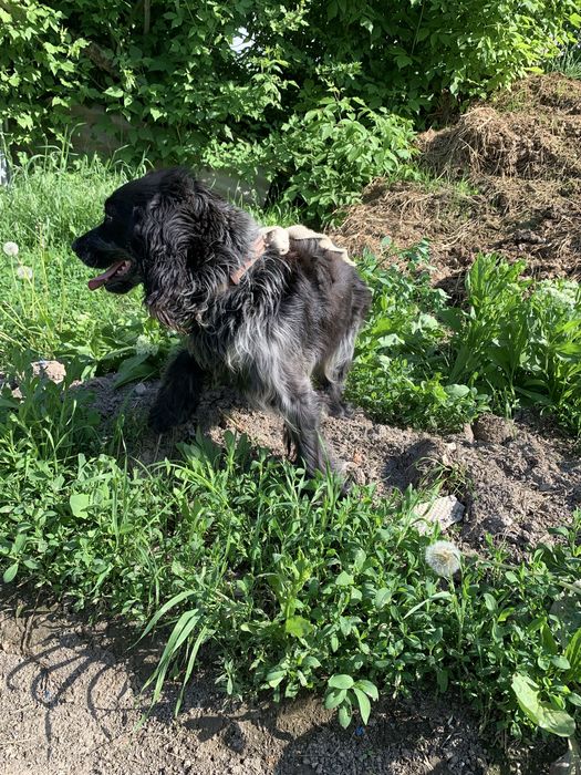 Руский спанель