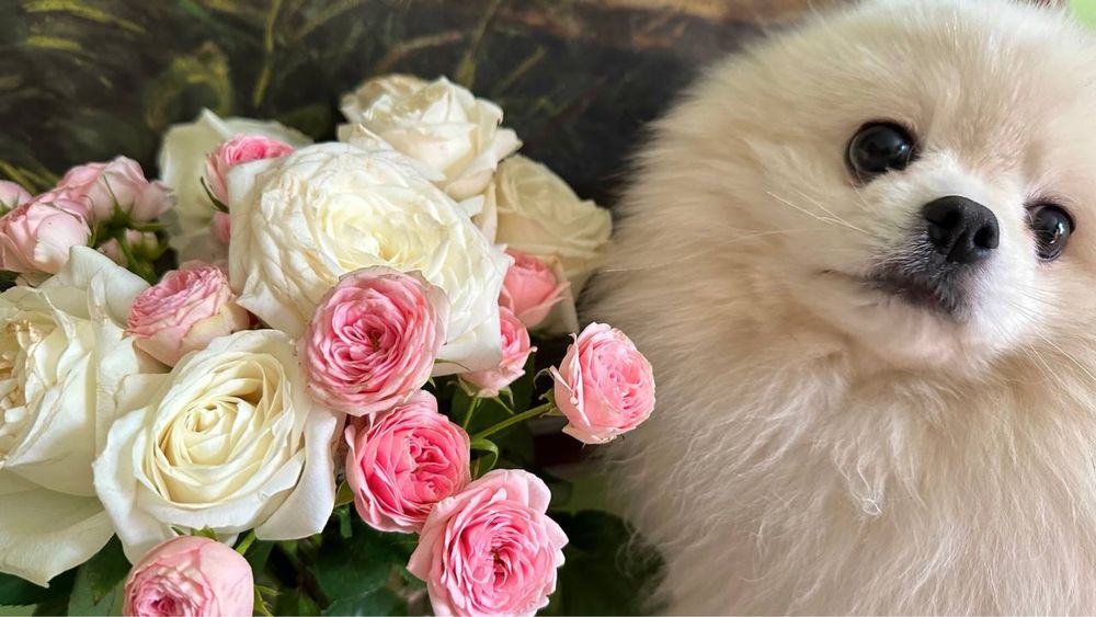 Малый шпиц померанский. Вязка кабель