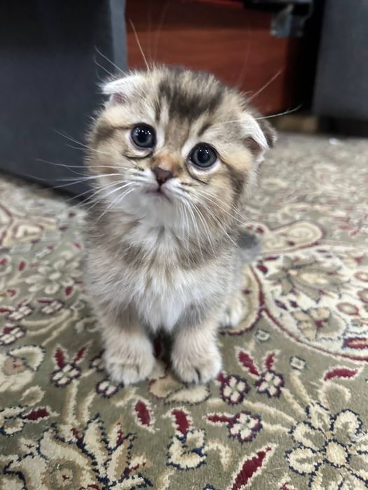 шотландский скоттиш-фолд и золотая шиншилла