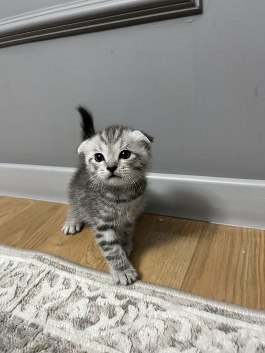 Шотландский вислоухий котенок!