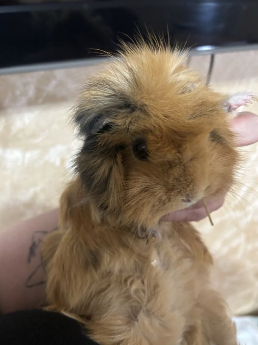 Морская свинка вместе с клеткой