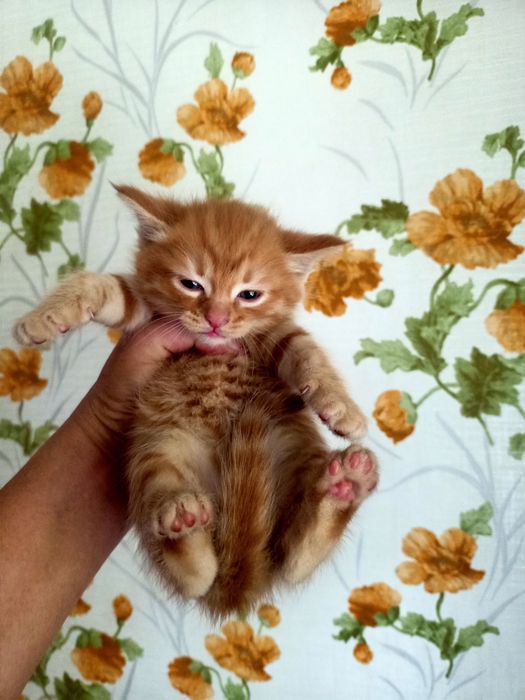 Отдам красивых котят