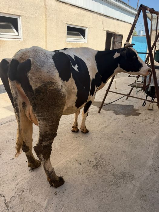 Продам корову стельная
