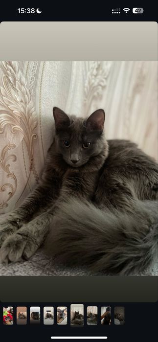 Отдам в добрые  руки