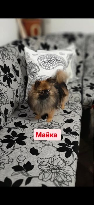 Продавам бебета пумерон